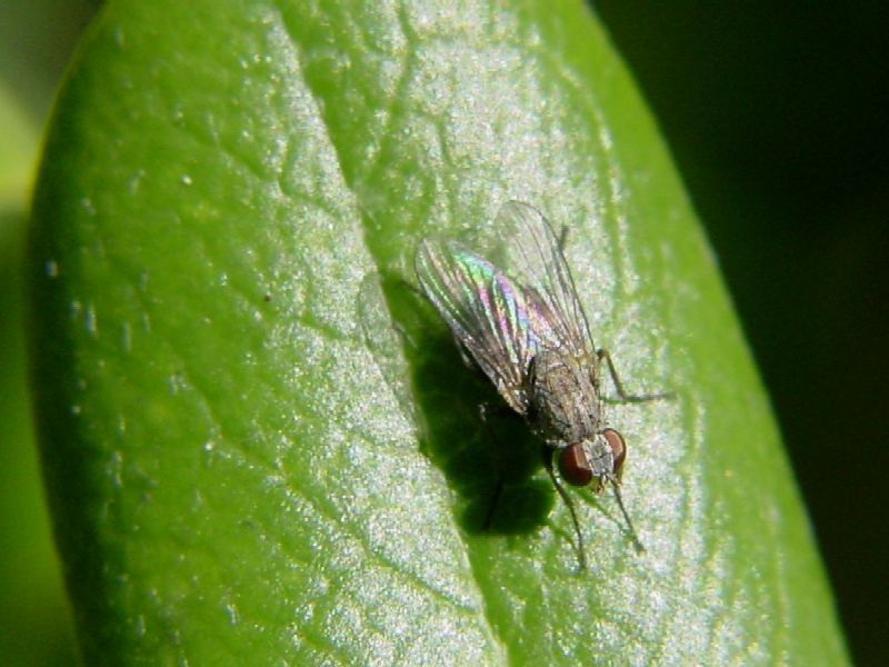 Nuovo dittero? (Tachinidae?)